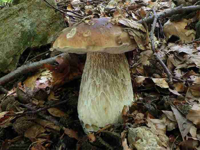  Image name: 264 Porcino.jpg 
 width: 700 pixel 
 height: 525 pixel 
 Size: 33539 bytes 
 Click to enlarge 